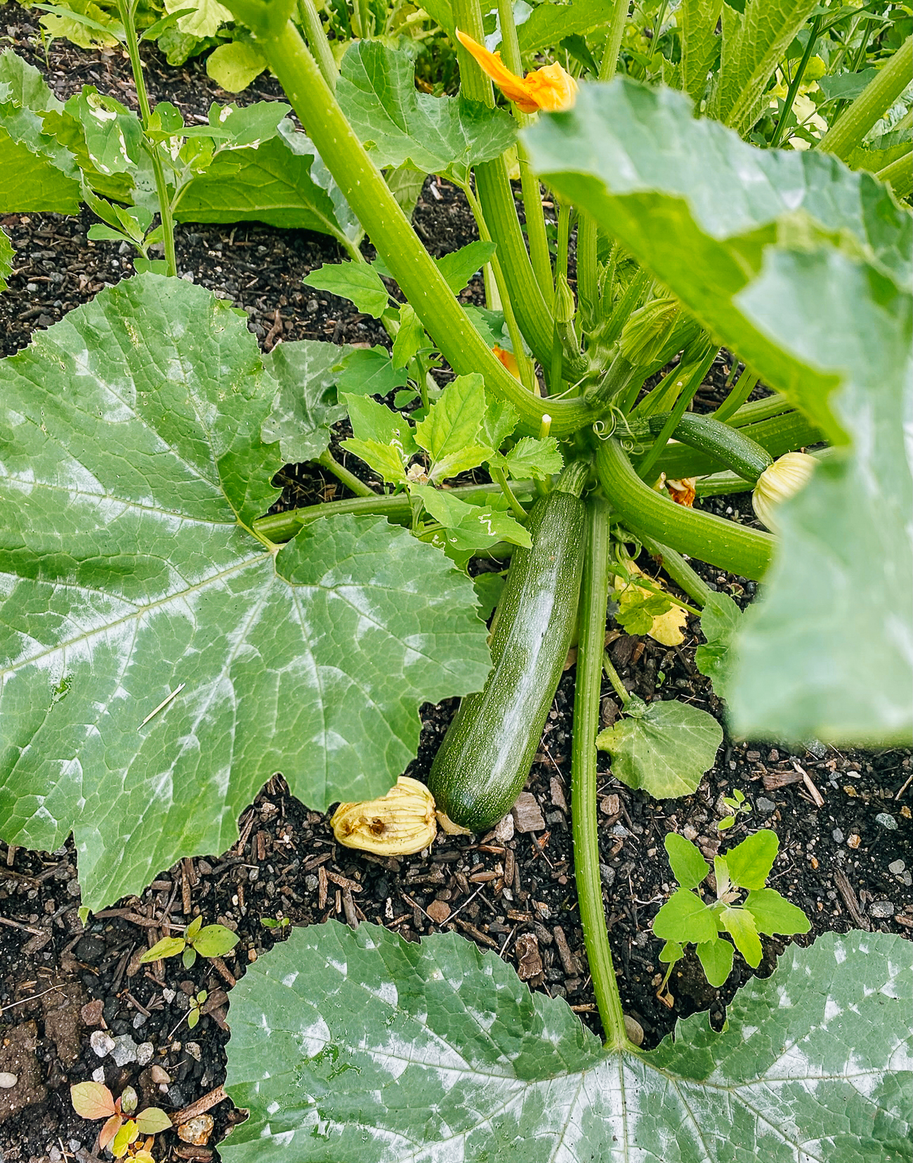 zucchini on plant
