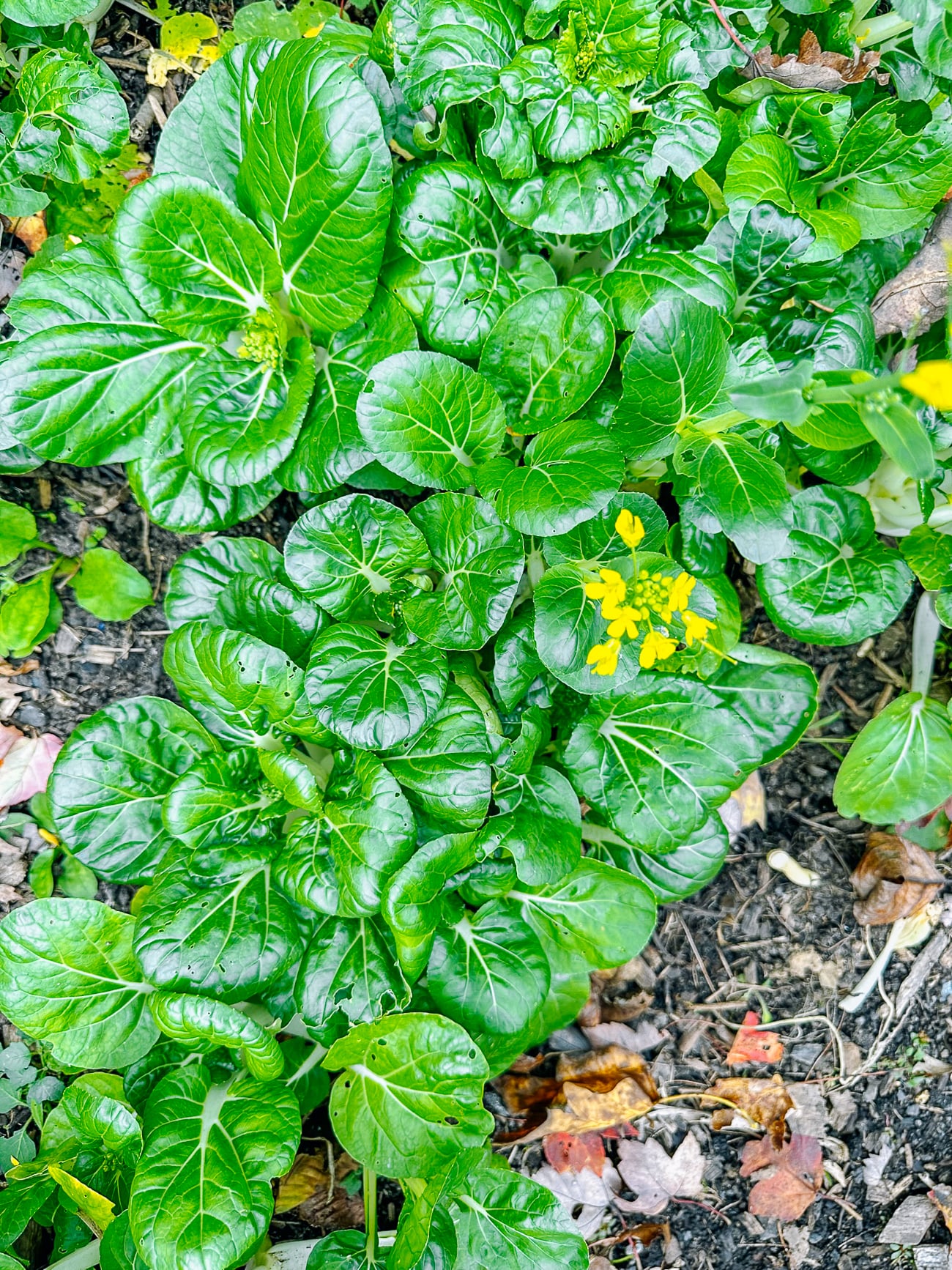bok chow growing
