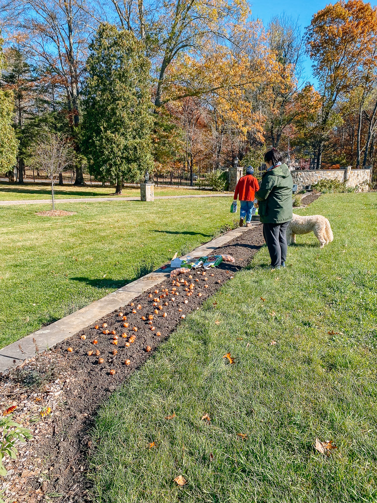 planting bulbs