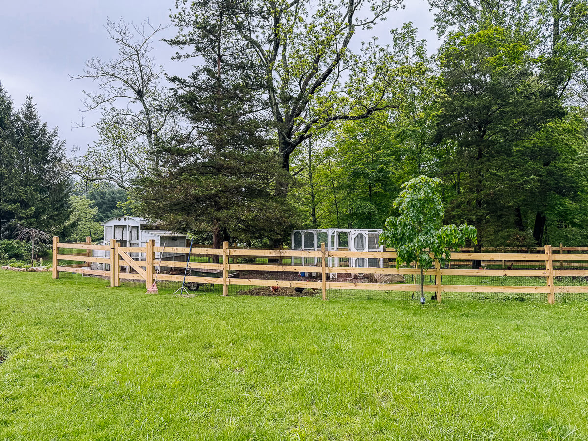 The chicken and duck run with new fence