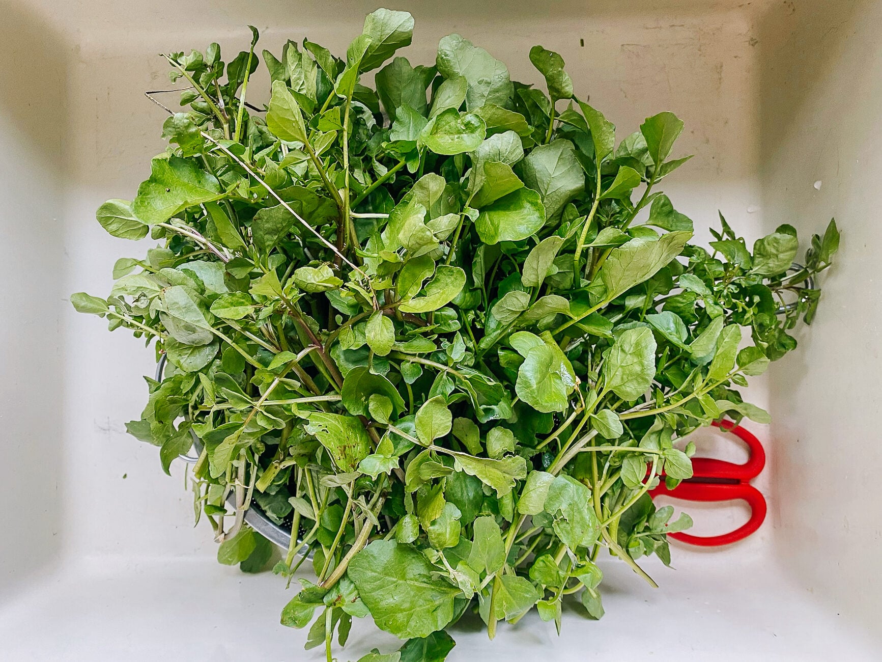 watercress harvest in sink